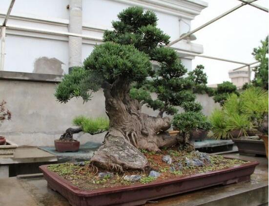 羅漢松能種大門兩邊嗎,可以/趨吉避兇、辟邪化煞