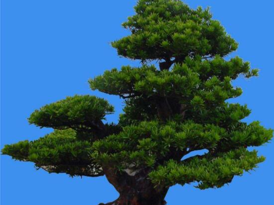 羅漢松能種大門兩邊嗎,可以/趨吉避兇、辟邪化煞