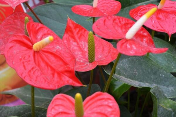 紅掌的花語是什么,代表了熱情、大展宏圖