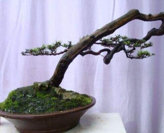 羅漢松造型最佳時間,每年7-8月份最好(生長旺盛期)