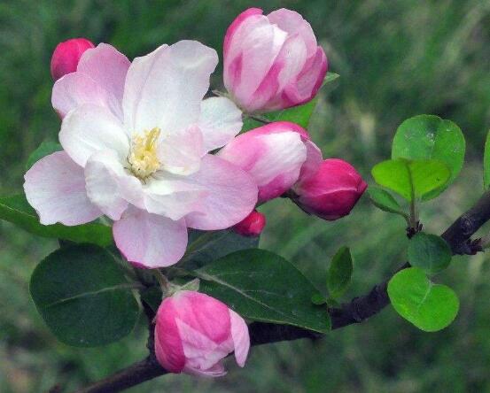 海棠花開花時間,每年4-5月含苞綻放(春季)