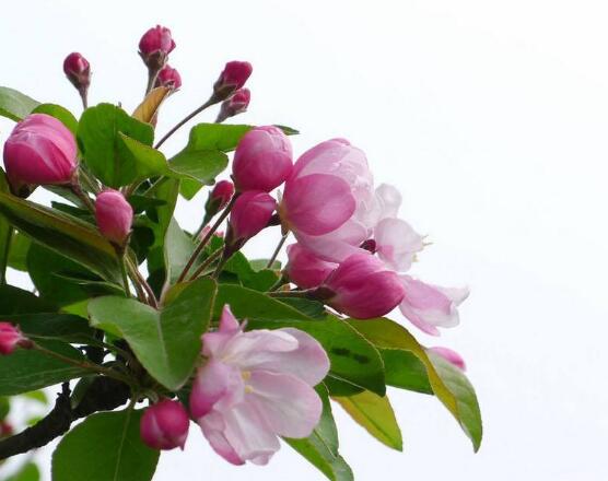 海棠花開花時間,每年4-5月含苞綻放(春季)