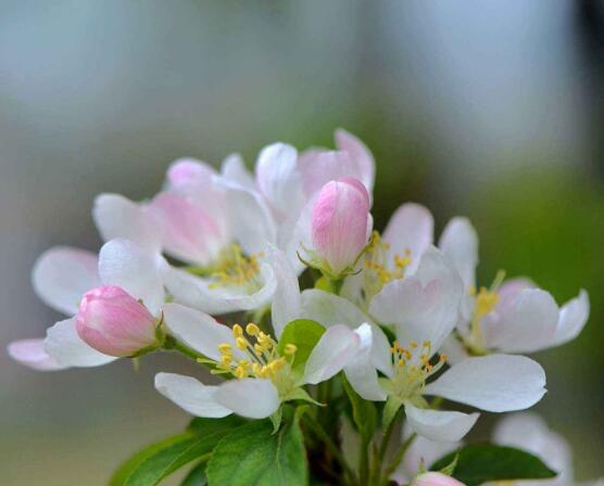 海棠花開花時間,每年4-5月含苞綻放(春季)