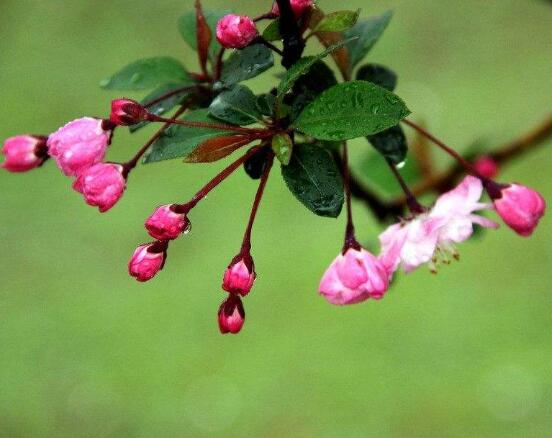 海棠花開花時間,每年4-5月含苞綻放(春季)