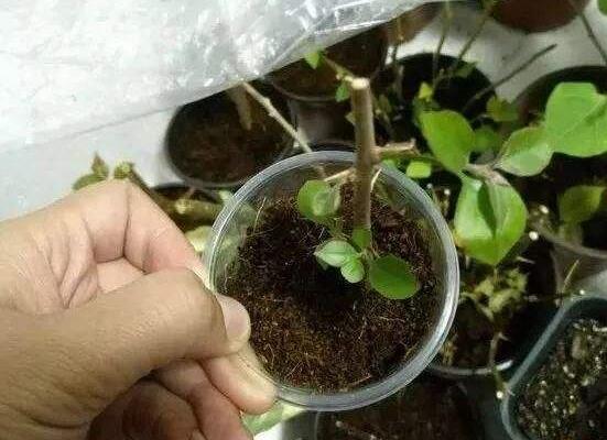 發財樹剪下的枝條能否養活,做好扦插繁殖可爆盆