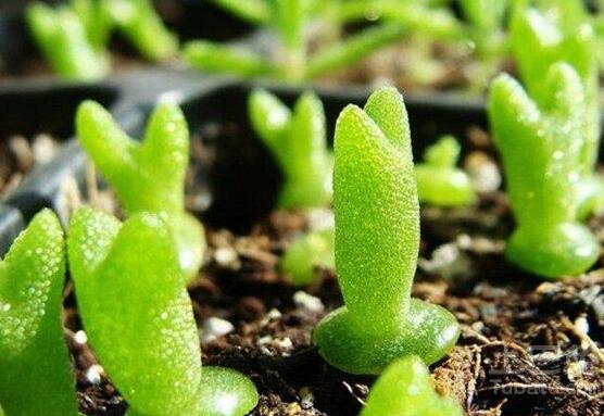 碧光環和枝干番杏的區別,教你兩種最直觀分辨方法