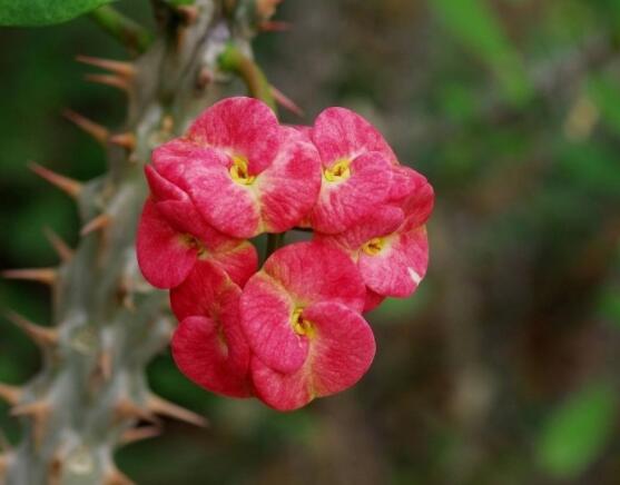 虎刺梅花能開多長時間,一年365天均可開花(春夏秋冬)