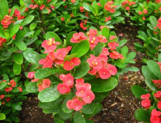 虎刺梅花能開多長時間,一年365天均可開花(春夏秋冬)