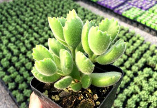 熊童子怎么養才能飽滿,老農總結五個重要養護措施