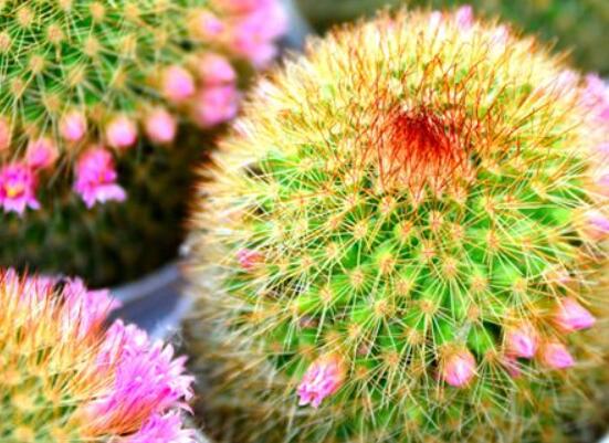 怎樣養仙人球容易開花,記住五個要點花開爆盆