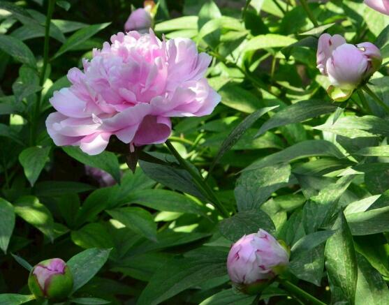 芍藥花籽幾月成熟,每年八月份時期(果實開裂)