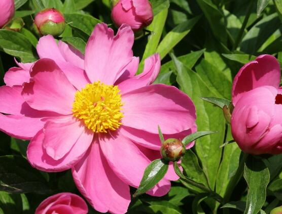 芍藥花籽幾月成熟,每年八月份時期(果實開裂)
