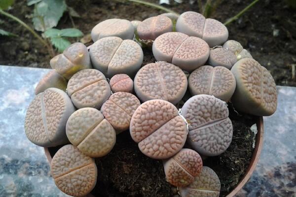 生石花怎么度夏,生石花夏季養殖5大要點