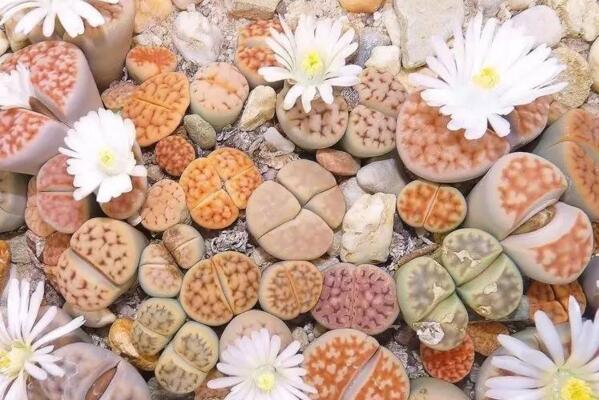 生石花怎么度夏,生石花夏季養殖5大要點