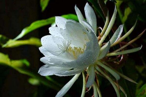 曇花要養(yǎng)幾年才開花,養(yǎng)殖三年左右才能開花