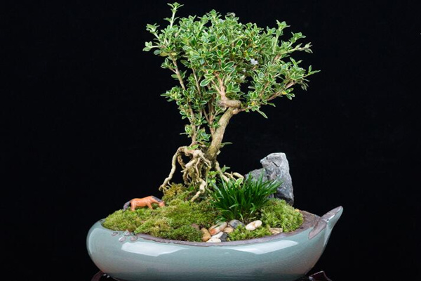 六月雪夏天怎么養(yǎng),六月雪夏季養(yǎng)殖5大要點