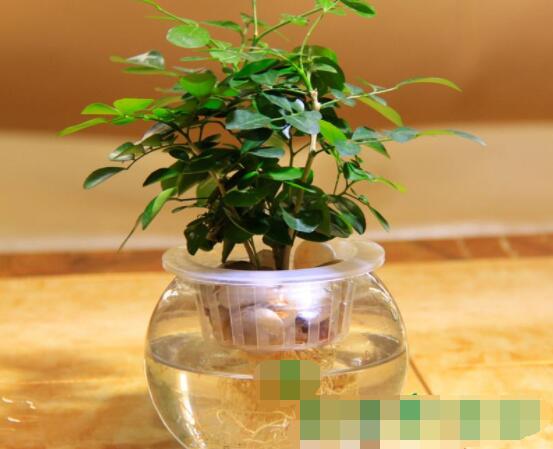 九里香的養(yǎng)殖方法水培,教你四個步驟水培爆盆