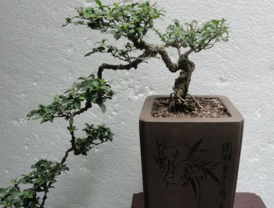 六月雪盆栽的寓意,寓意著守望愛情、不可缺的配角