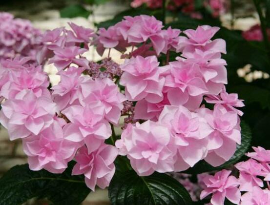 繡球花種子種植方法,擇健康飽滿種子、合適土壤