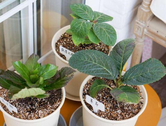 繡球花種子種植方法,擇健康飽滿種子、合適土壤