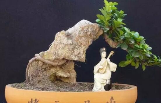 榕樹有什么寓意,寓意著健康長壽,吉祥如意