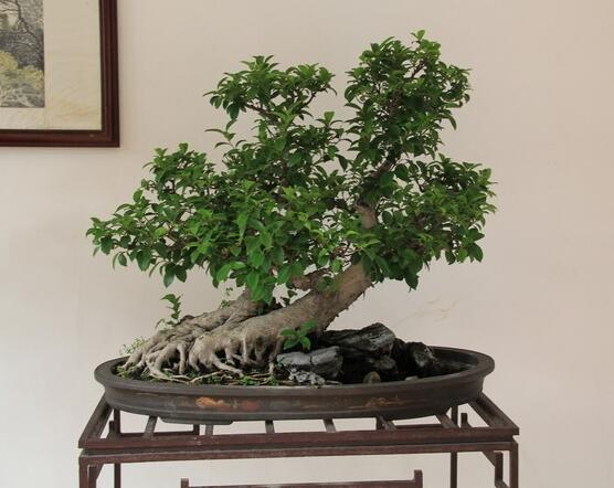 榕樹有什么寓意,寓意著健康長壽,吉祥如意