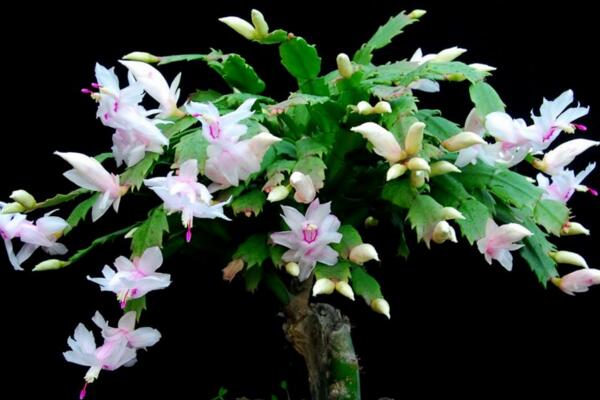蟹爪蘭盆栽怎么養(yǎng),5大秘訣可讓蟹爪蘭迅速爆盆