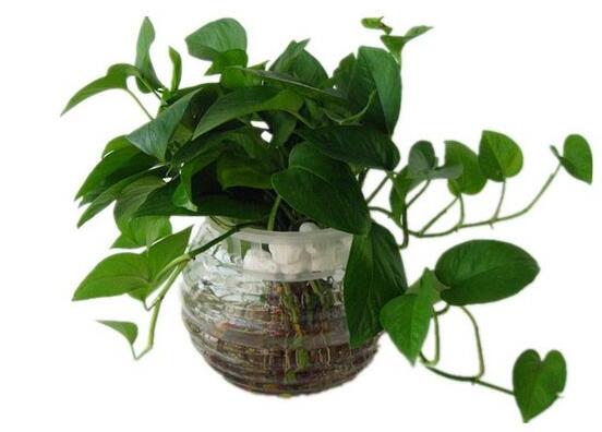 怎樣種植綠蘿,老農總結最簡單兩種種植方法(水培與土培)