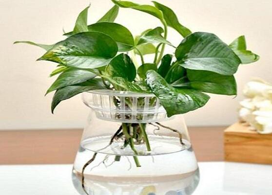 怎樣種植綠蘿,老農總結最簡單兩種種植方法(水培與土培)
