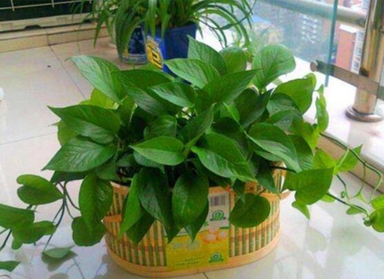 怎樣種植綠蘿,老農總結最簡單兩種種植方法(水培與土培)