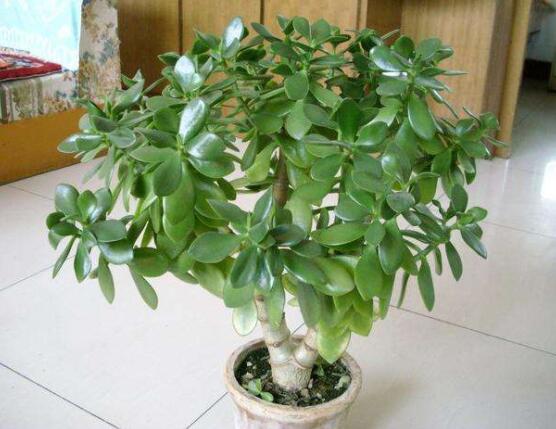 燕子掌用大盆還是小盆,大株用大一號(hào)盆/小株用小一號(hào)盆