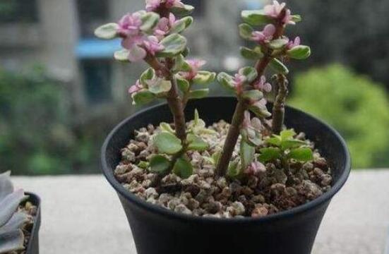 雅樂之舞怎么養能開花,只需要五個步驟花開爆盆