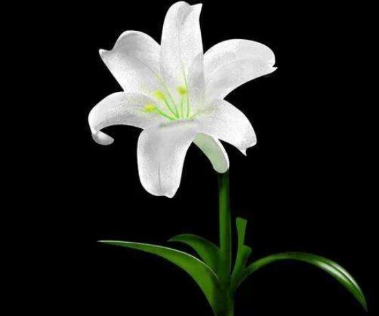 百合花種子怎么繁殖,播種繁殖存活率最高(養(yǎng)殖三年開(kāi)花)