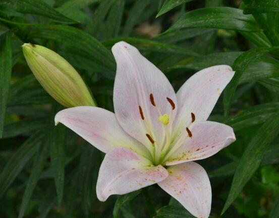百合花種子怎么繁殖,播種繁殖存活率最高(養(yǎng)殖三年開(kāi)花)