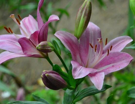百合花種子怎么繁殖,播種繁殖存活率最高(養(yǎng)殖三年開(kāi)花)