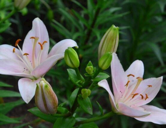 百合花種子怎么繁殖,播種繁殖存活率最高(養(yǎng)殖三年開(kāi)花)