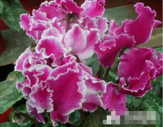 仙客來休眠后怎樣催芽,及時降溫、適當(dāng)遮陰/保持盆土微濕潤