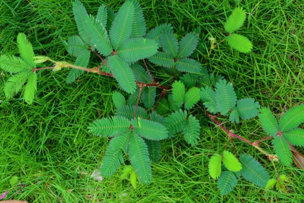 含羞草一直閉合不開,導致含羞草閉合的5種原因