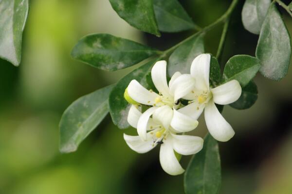 怎么讓九里香開花,5個要點可讓它的花開得更旺、更久