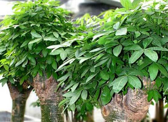 怎么種發財樹,只需做好四個步驟存活率最高