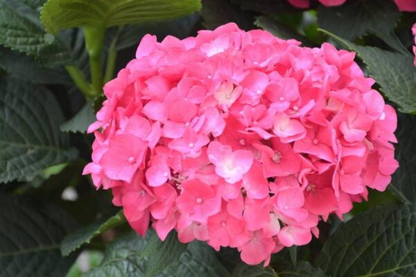 繡球花插水里能活嗎,可以成活但養護難度較高