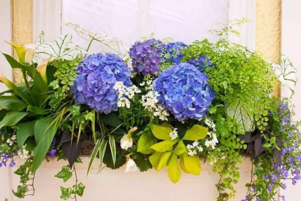 繡球花插水里能活嗎,可以成活但養護難度較高
