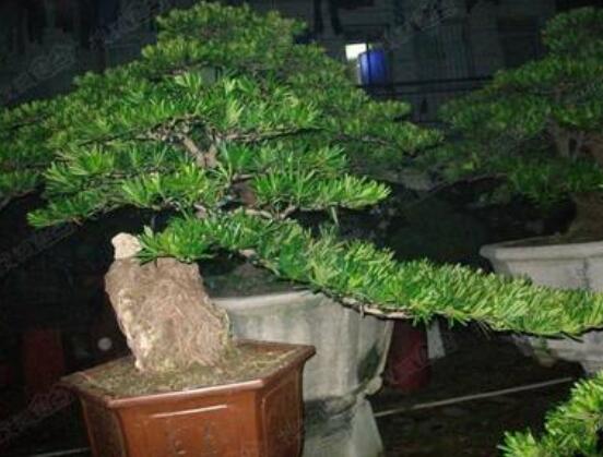 羅漢松施肥技巧,只需要五個步驟養(yǎng)的郁郁蔥蔥