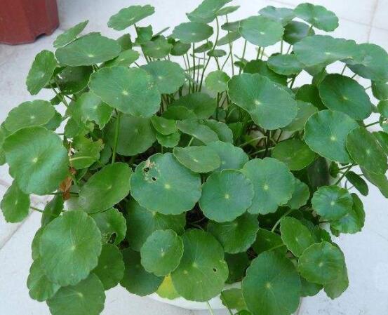 銅錢草焉了怎么回事,多半是澆水和光照不當導致