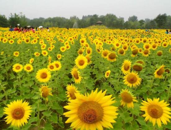 向日葵在風水中怎么說,財源滾滾、化解煞氣