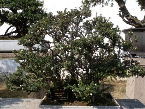 六月雪怎么變粗,做好六點基本方法生長粗壯