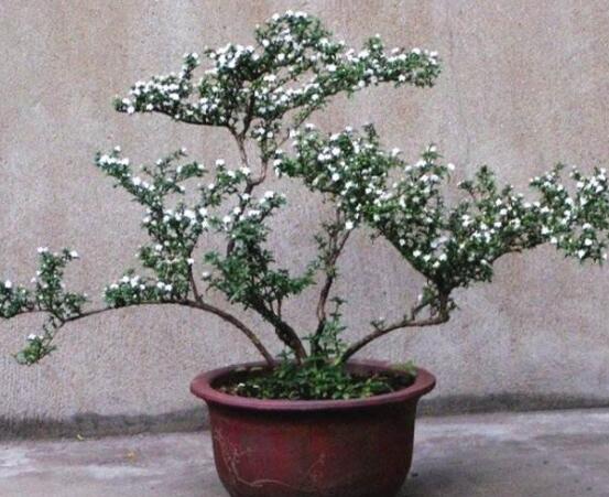 六月雪怎么變粗,做好六點基本方法生長粗壯