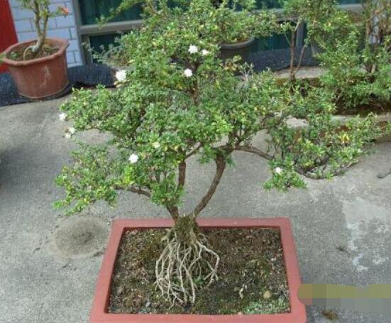 六月雪怎么變粗,做好六點基本方法生長粗壯