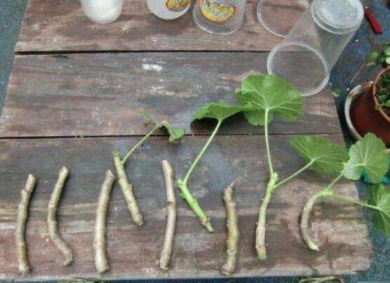 天竺葵夏天可以扦插嗎,可以/總結最簡易四個步驟