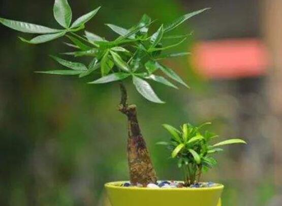 怎么養發財樹,老農總結最實用六大要點